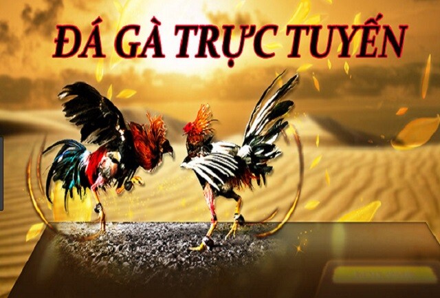 Đá Gà Sin88 - Nhà Cái Đá Gà Uy Tín, Chất Lượng Nhất Hiện Nay